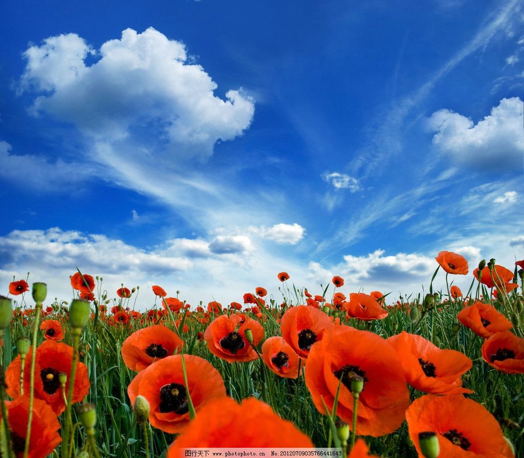 罂粟花手绘图本_罂粟花(附带过程图 