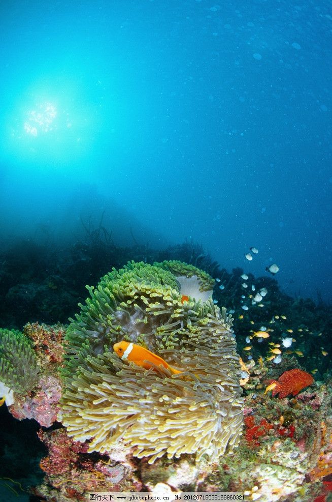 梦幻海底真鱼配方1_琢么网小肥羊火锅底配方_螺蛳粉汤底做法及配方