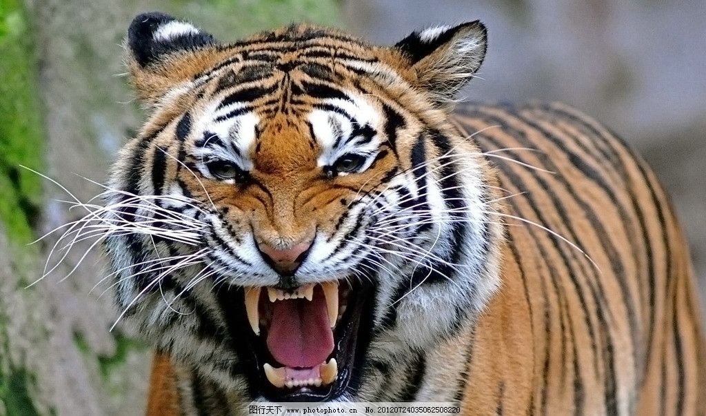 咆哮 老虎图片