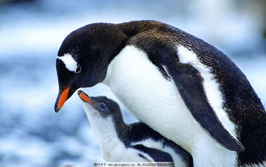 南极企鹅图片,南极洲 南极圈 寒冷 可爱 温情 摄