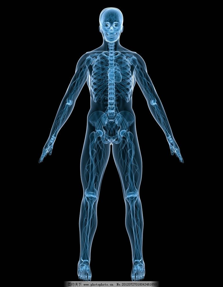 人体结构图图片