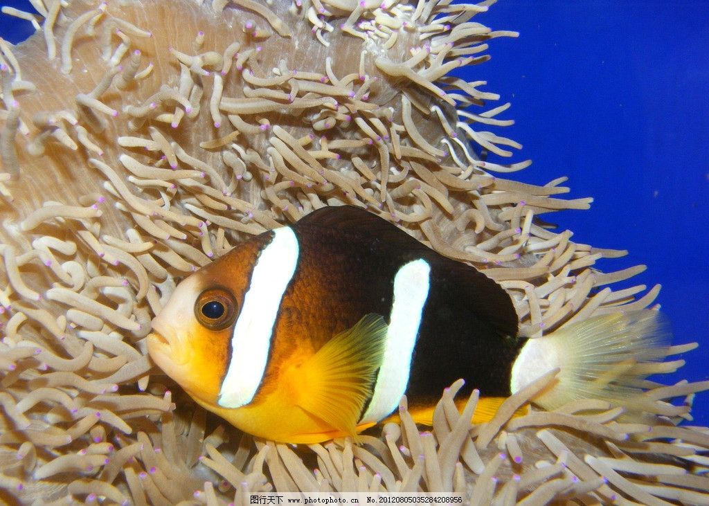 小鱼侧面 鱼儿 海洋 海底世界 鱼类 生物世界 摄影 72dpi jpg
