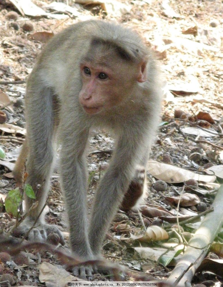 小猴子 可爱 动物 野生动物 保护动物 生物世界 摄影