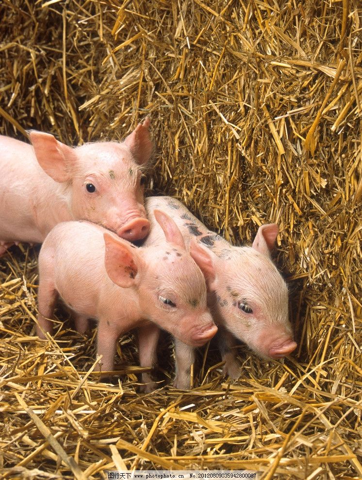 2025年10月10养猪资讯 养猪技能 生猪价格一览