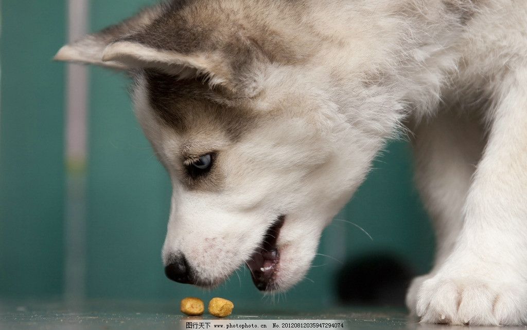 可爱哈士奇图片