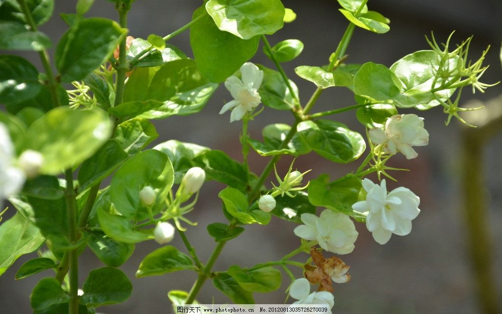 众星汇集《茉莉花》