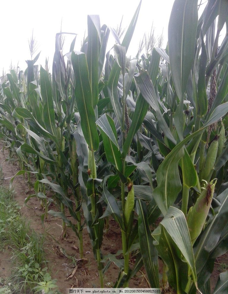 138ak母子情缠玉米地|情缠乡玉米地|情缠玉米