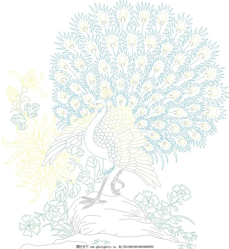 孔雀 孔雀开屏 菊花 石头 鸟类 生物世界 矢量 cdr图片