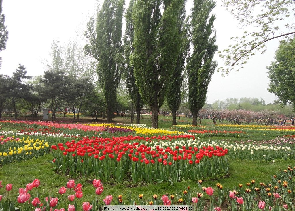园林 花草树木郁金香 植物园 公园 园林景观 花卉 花草 树木 红色花朵 黄色花朵 花丛 树枝 郁金香 春景 春天 绿草地 公园美景 北京植物园 园艺 园林艺术 园艺图片 遍地花 绿色植物 森林 世外桃源 杨柏树 一排树 树木树叶 生物世界 摄影 72DPI JPG 自然风景风光 自然风景 自然景观