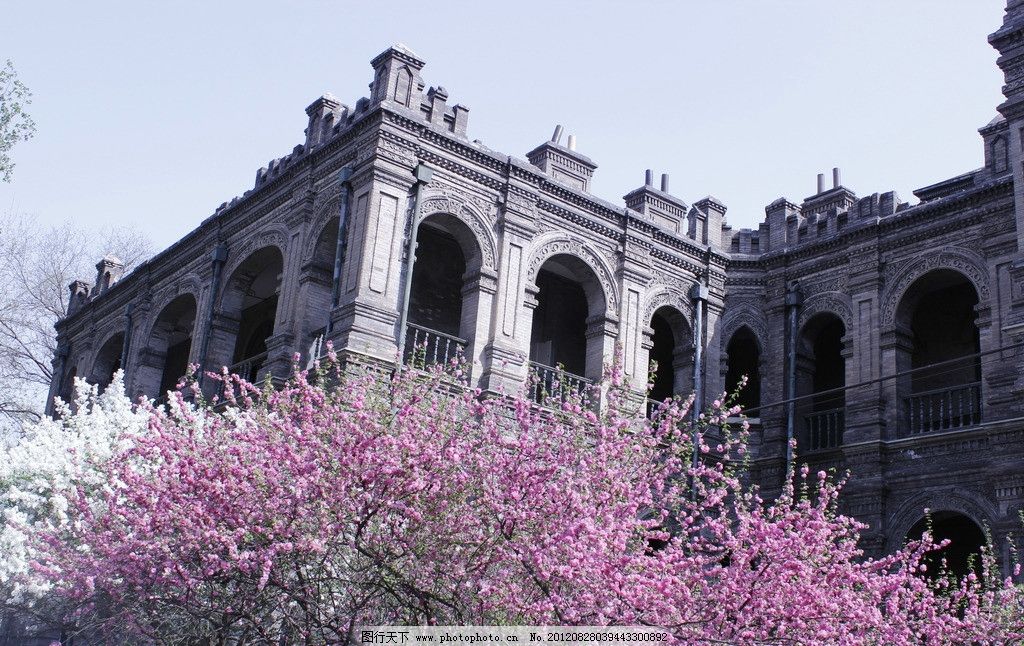古建筑 欧式 段祺瑞执政府 春天 树枝 樱花 花卉 建筑摄影 建筑园林