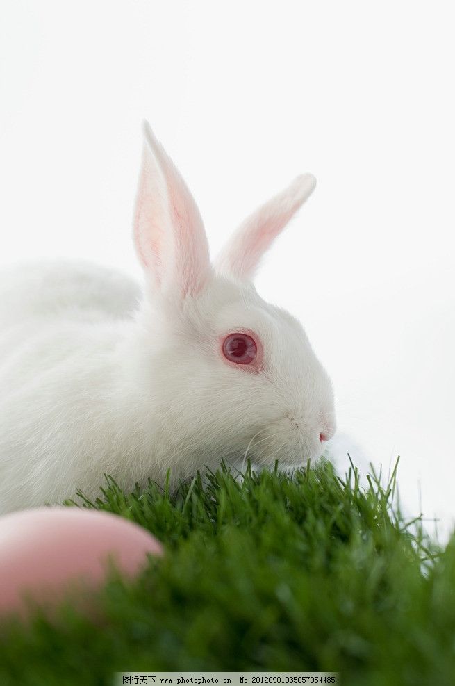 复活节兔子图片,复活节彩蛋 小白兔 兔子吃草 复