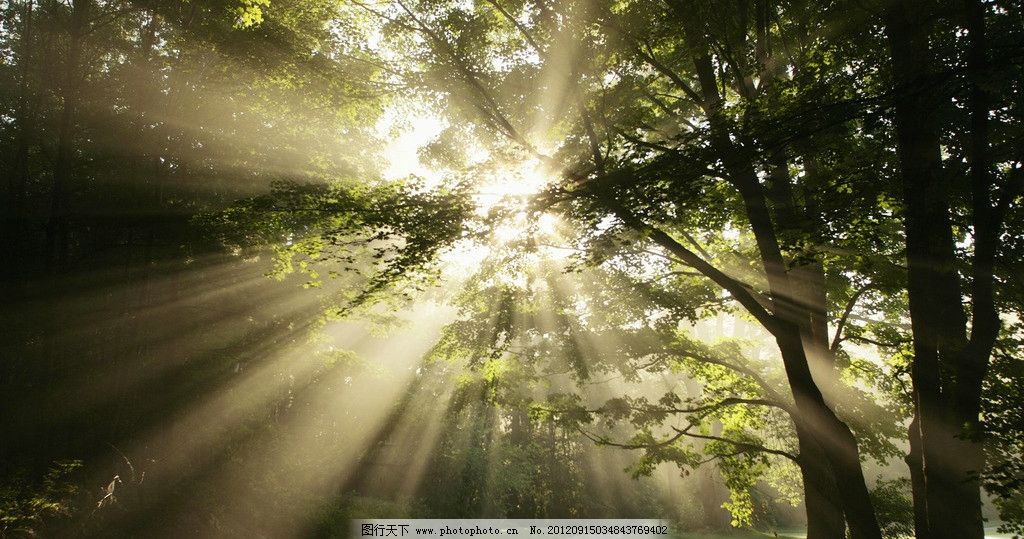 绿野仙踪 丛林 树林 斑驳 高清图片 树叶 叶子 绿叶 绿色 风光 树木 风景 原始森林 光影 自然风景 美景 山林 山谷 山涧 草坪 草地 绿草 阴影 太阳光 光线 原生态 自然生态 绿色原野 郊外 阳光 光芒 光柱 大自然 自然景观 摄影 72DPI JPG