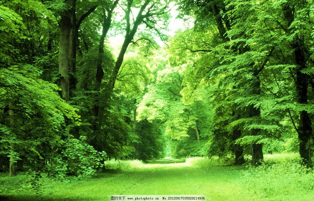 绿色森林自然风景图片展示_绿色森林自然风景相关图片下载