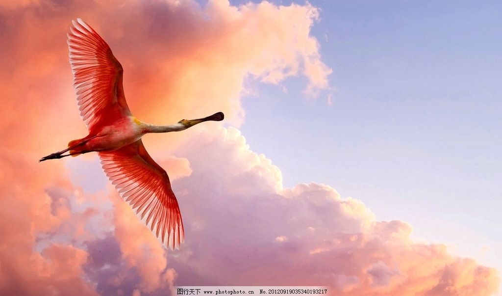 的火烈鸟图片,鸟儿 展翅飞翔 高空 天空 火烧云