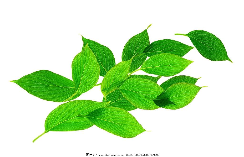 绿叶 叶子 树叶 椭圆形叶子 叶脉 绿色 清新 植物 春天素材 植物世界图片