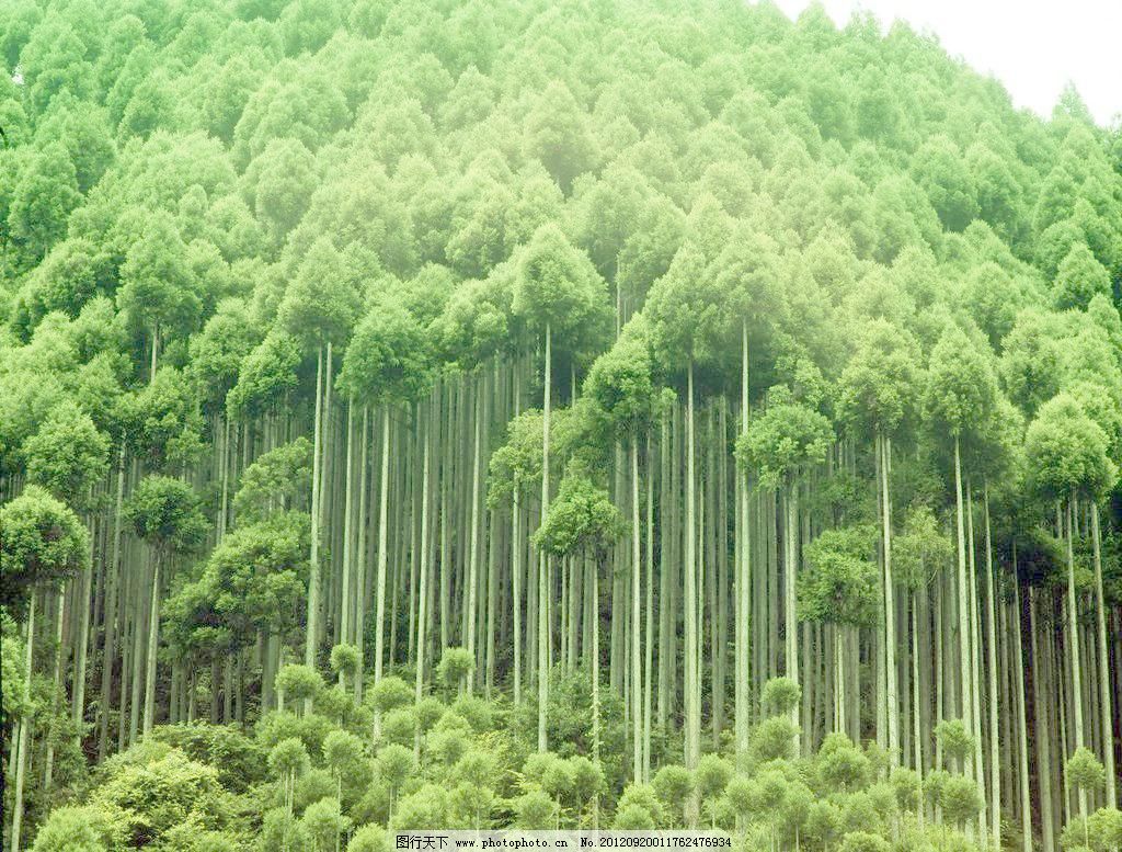 350DPI JPG 春天 春天风景 大自然 风景画 绿色 绿树林 摄影 生物世界 绿树林图片素材下载 绿树林 树林 绿化林 热带树林 亚热带植物 春天 绿色 大自然 林间小路 春天风景 享受自然 自然风景 自然景观 风景画 植物世界 树木树叶 生物世界 摄影 350dpi jpg 家居装饰素材 山水风景画
