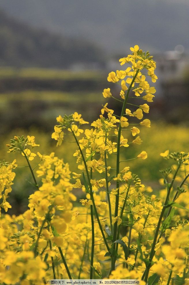 油菜花图片图片