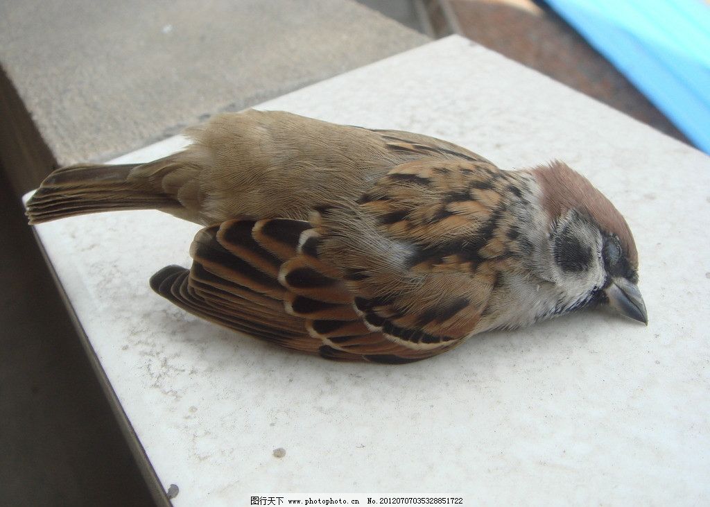 昏厥麻雀图片 人物 高清素材 图行天下素材网