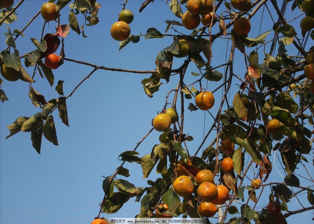柿子树,柿子,秋天,果实,蓝天,摄影,水果,生物世界,480DPI,JPG